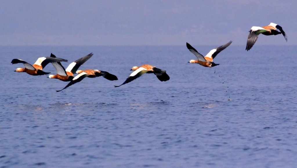 DSC_2563 - Ruddy shelduck