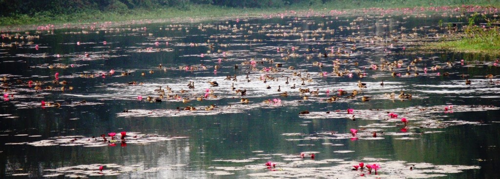 Jahangir Nagar Univ, Savar-Migratory Birds (21)