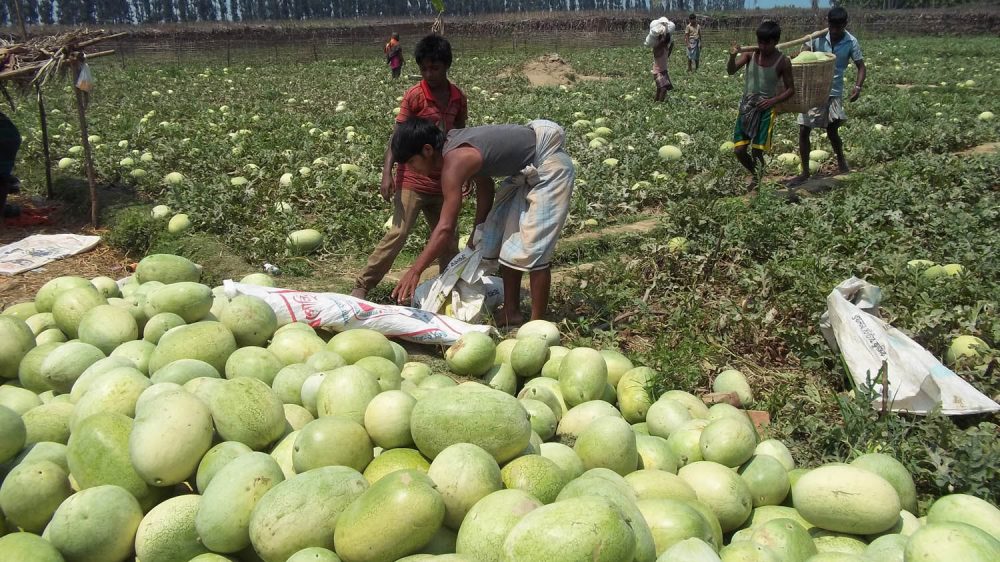 ভোলায় তরমুজের বাম্পার ফল