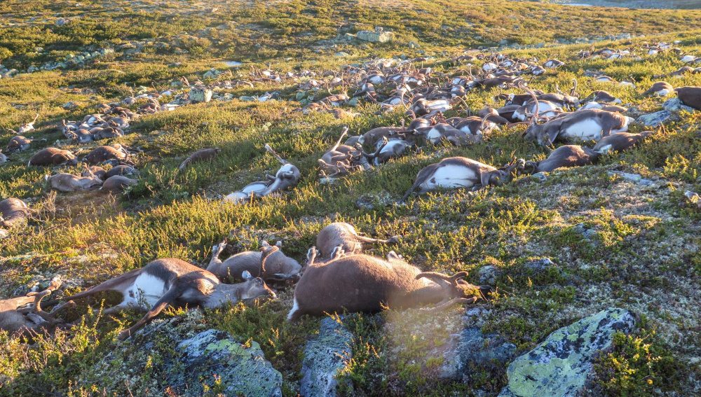 Dead wild reindeer are seen on Hardangervidda in Norway, after lightning struck the central mountain plateau and killed more than 300 of them, in this handout photo received on August 28, 2016. MANDATORY CREDIT Havard Kjotvedt/SNO/Miljodirektoratet/NTB Scanpix via Reuters FOR EDITORIAL USE ONLY. THIS IMAGE HAS BEEN SUPPLIED BY A THIRD PARTY. IT IS DISTRIBUTED, EXACTLY AS RECEIVED BY REUTERS, AS A SERVICE TO CLIENTS. NORWAY OUT. - RTX2NDQL